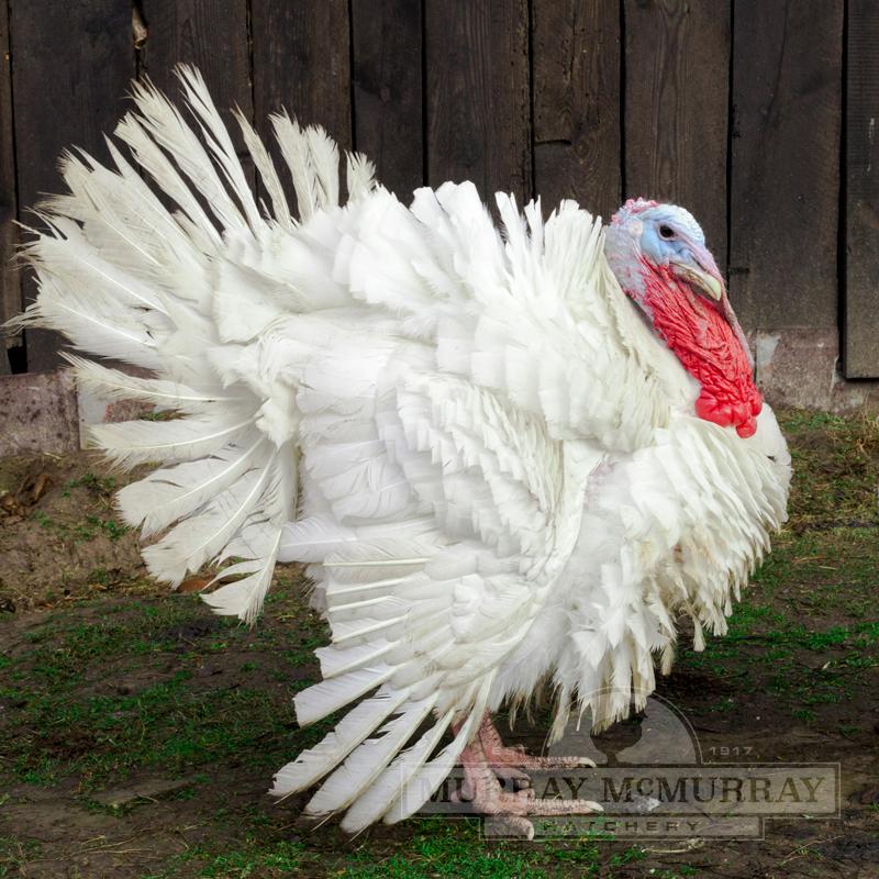 McMurray Hatchery | Midget White Heritage Turkey
