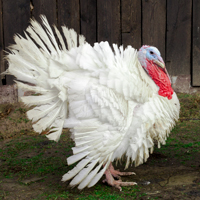 McMurray Hatchery Midget White Turkey
