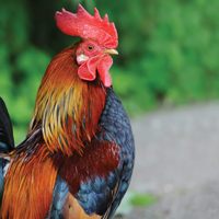 McMurray Hatchery Modern BB Red Game