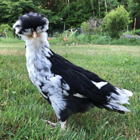 McMurray Hatchery Mottled Houdan