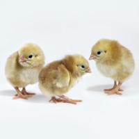 McMurray Hatchery | Murray's Big Red Broiler Baby Chicks