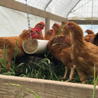 McMurray Hatchery | Murray's Big Red Broiler in a Chicken Tractor
