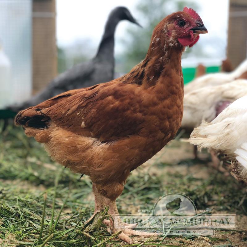 McMurray Hatchery | Amy Fewell | Murray's Big Red Broiler chickens