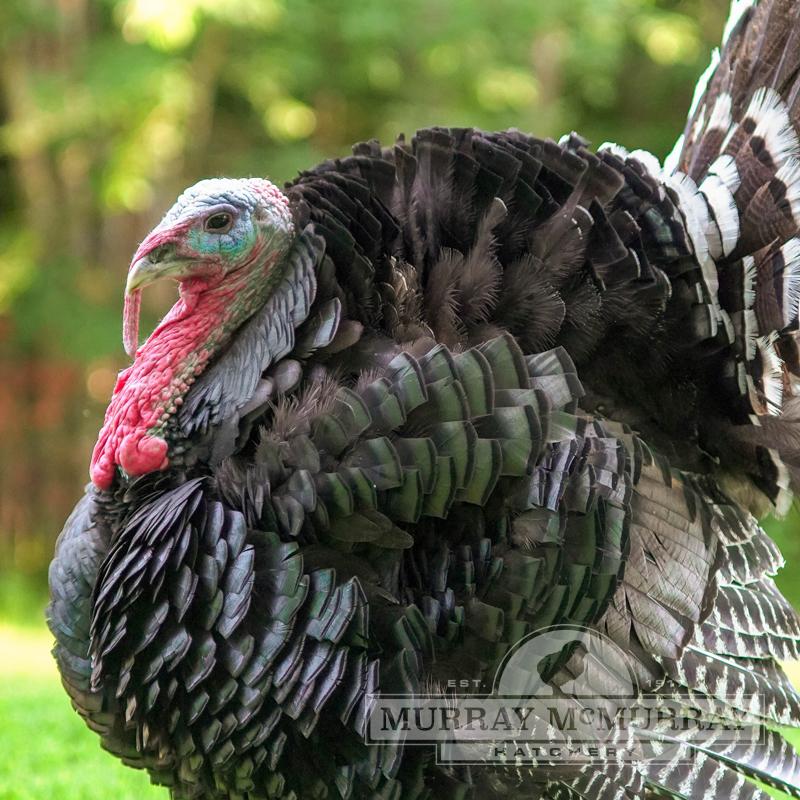McMurray Hatchery Broad-Breasted Bronze Turkey