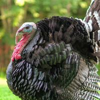 McMurray Hatchery Broad-Breasted Bronze Turkey