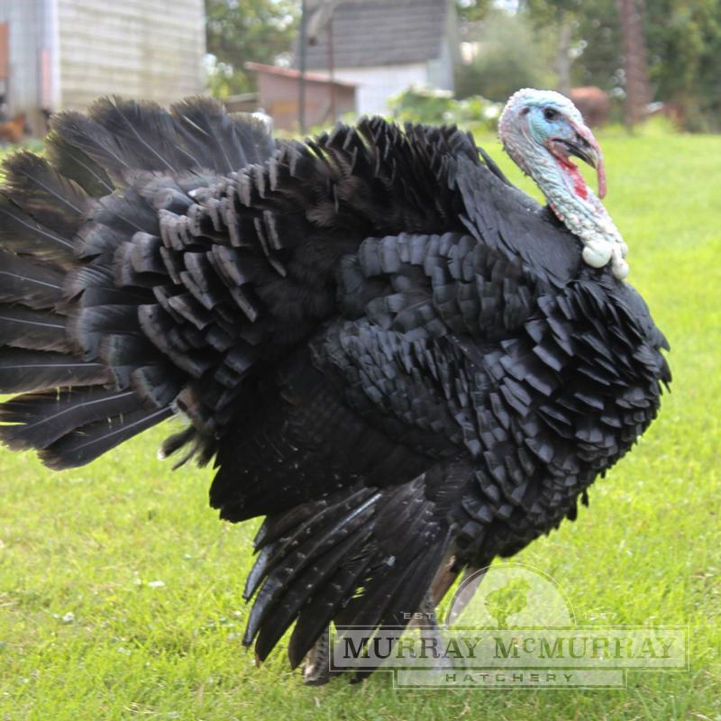 McMurray Hatchery | Artisan Black Turkey