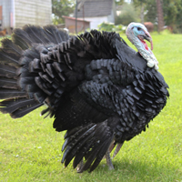 McMurray Hatchery Murray's Broad-Breasted Artisan Black Turkey