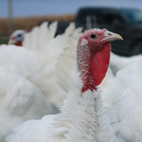 McMurray Hatchery Giant White Production Turkeys