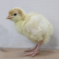 McMurray Hatchery Giant White Turkey Poult
