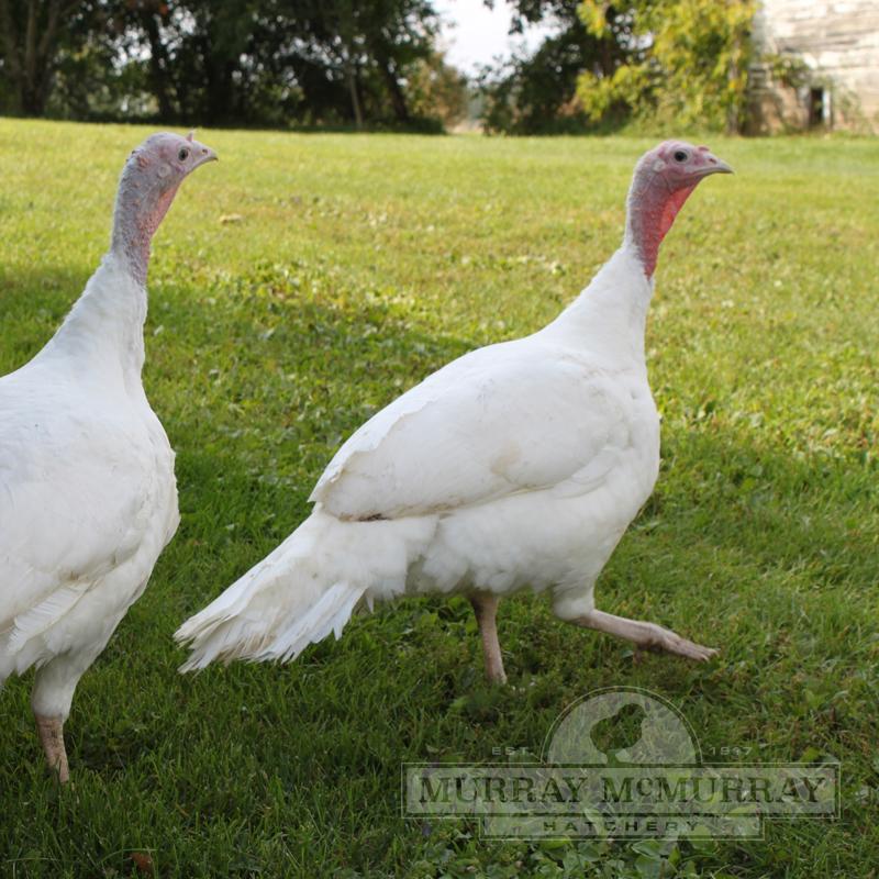 MURRAY'S BROAD-BREASTED Giant White TURKEY