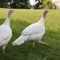 McMurray Hatchery Murray's Giant White Turkeys