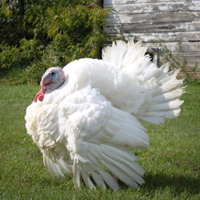 McMurray Hatchery Murray's Midget White Turkey