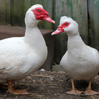 McMurray Hatchery Muscovy Ducks