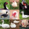 McMurray Hatchery Muscovy Duo