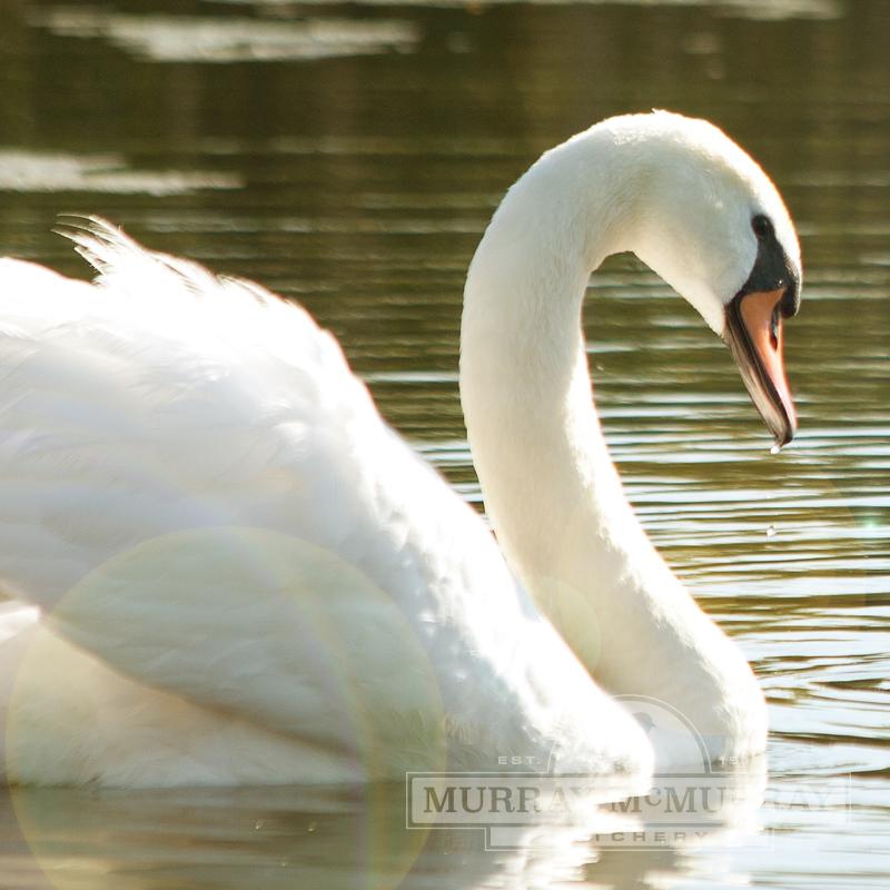 McMurray Hatchery Mute Swan