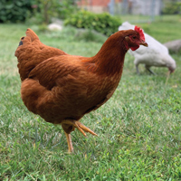 McMurray Hatchery New Hampshire Hen