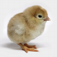 McMurray Hatchery New Hampshire Baby Chick