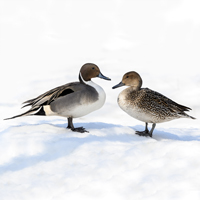 McMurray Hatchery North American Pintail Ducks