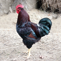 McMurray Hatchery Partridge Plymouth Rock Rooster