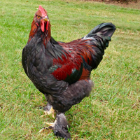 McMurray Hatchery Partridge Cochin Rooster