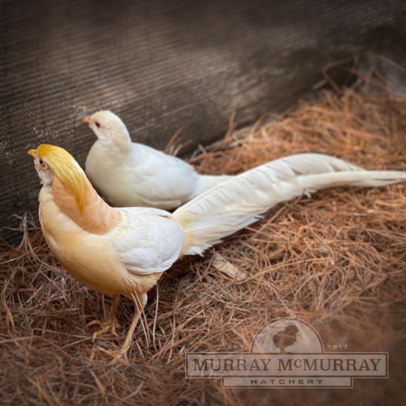 McMurray Hatchery Peach Golden Pheasant Pair