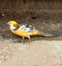 McMurray Hatchery Peach Splash Pheasant