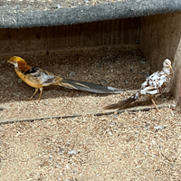 McMurray Hatchery Peach Splash Pheasant Pair