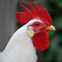 McMurray Hatchery Pearl White Leghorn Rooster