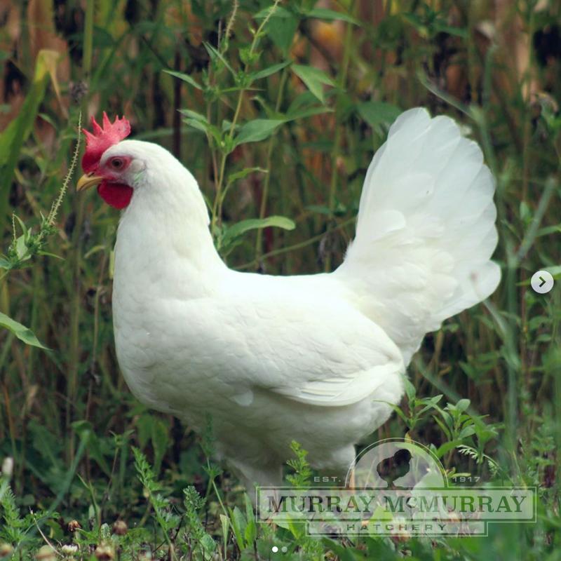 McMurray Hatchery | Baby Chicks | White Egg Layers | Pearl White Leghorn