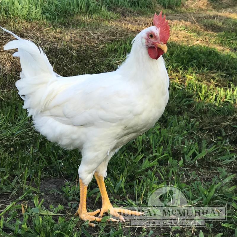McMurray Hatchery | Best Egg Laying Chicke Breeds | Pearl White Leghorns