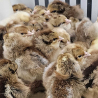 McMurray Hatchery Penedesenca Baby Chicks