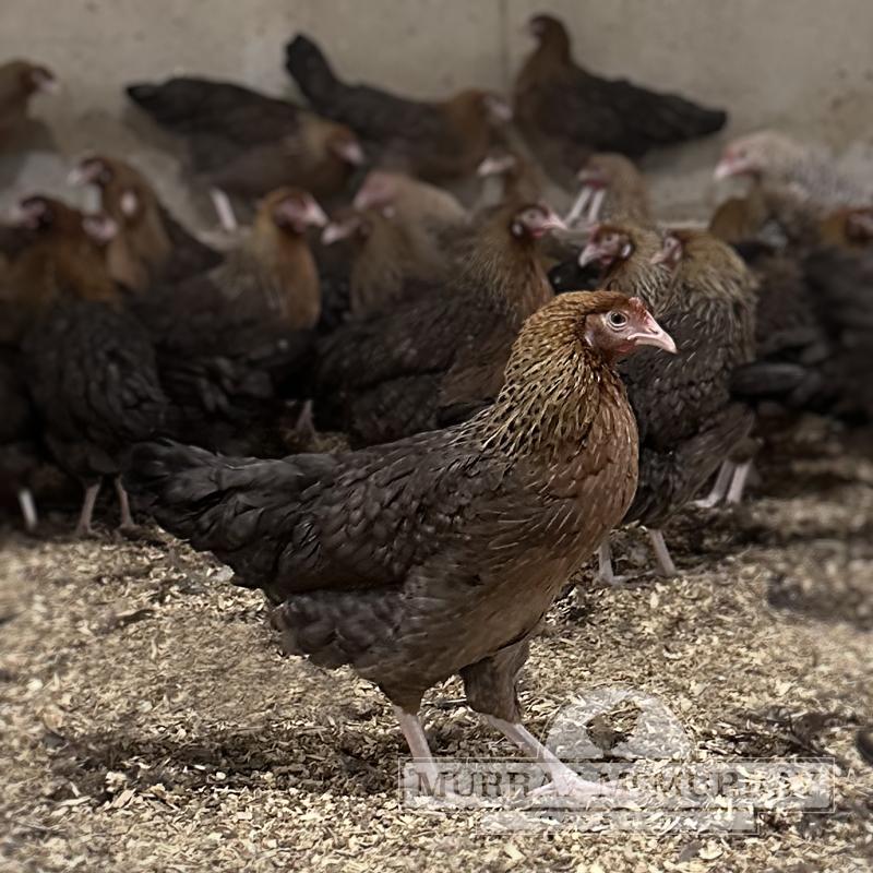 McMurray Hatchery Penedesenca