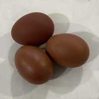 McMurray Hatchery Penedesenca Dark Brown Chicken Eggs