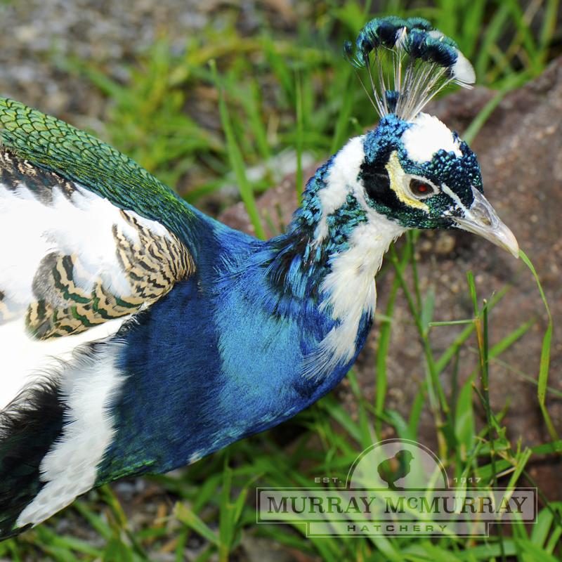 McMurray Hatchery Pied India Blue Peafowl