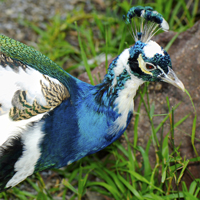 McMurray Hatchery Pied India Blue Peafowl