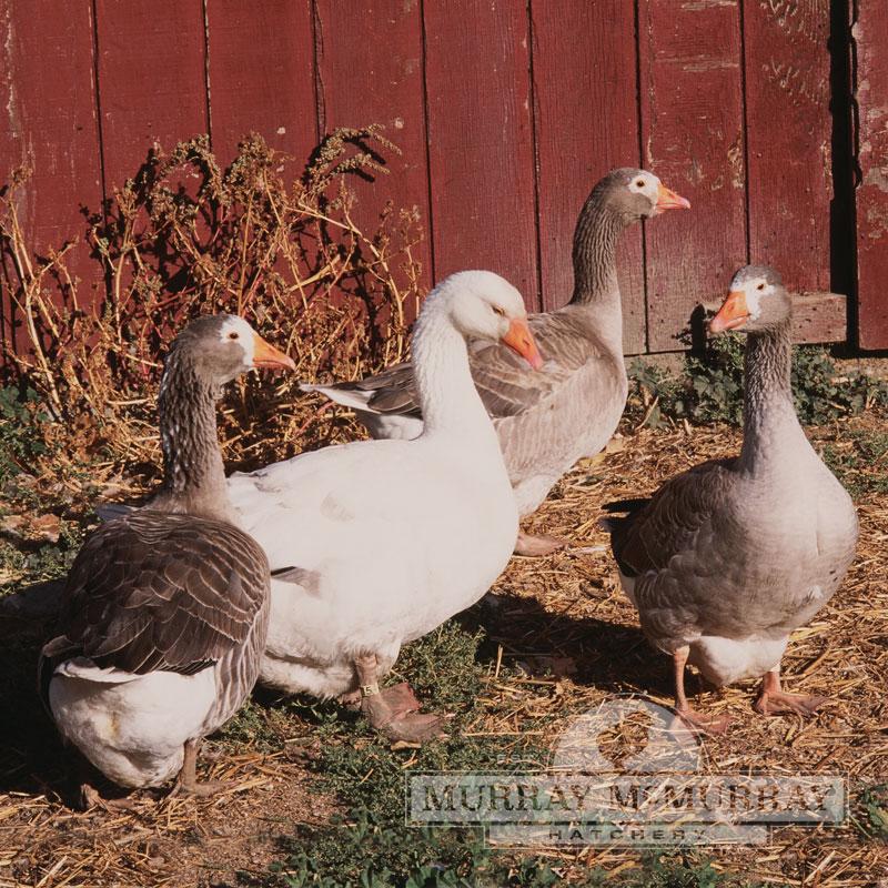 McMurray Hatchery | Waterfowl | Goslings | Pilgrim Geese