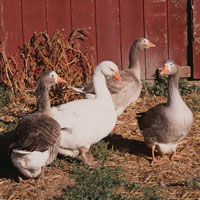 McMurray Hatchery Pilgrim Geese