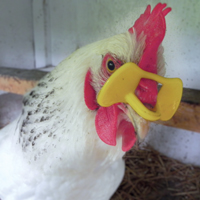McMurray Hatchery Pinless Peepers on a Chicken