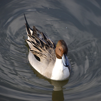 McMurray Hatchery North American Pintail Ducks