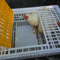 McMurray Hatchery Cornish Cross in a Poultry Transport Crate