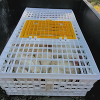 McMurray Hatcher Poultry Transport Crate Loaded with Cornish Cross Chickens