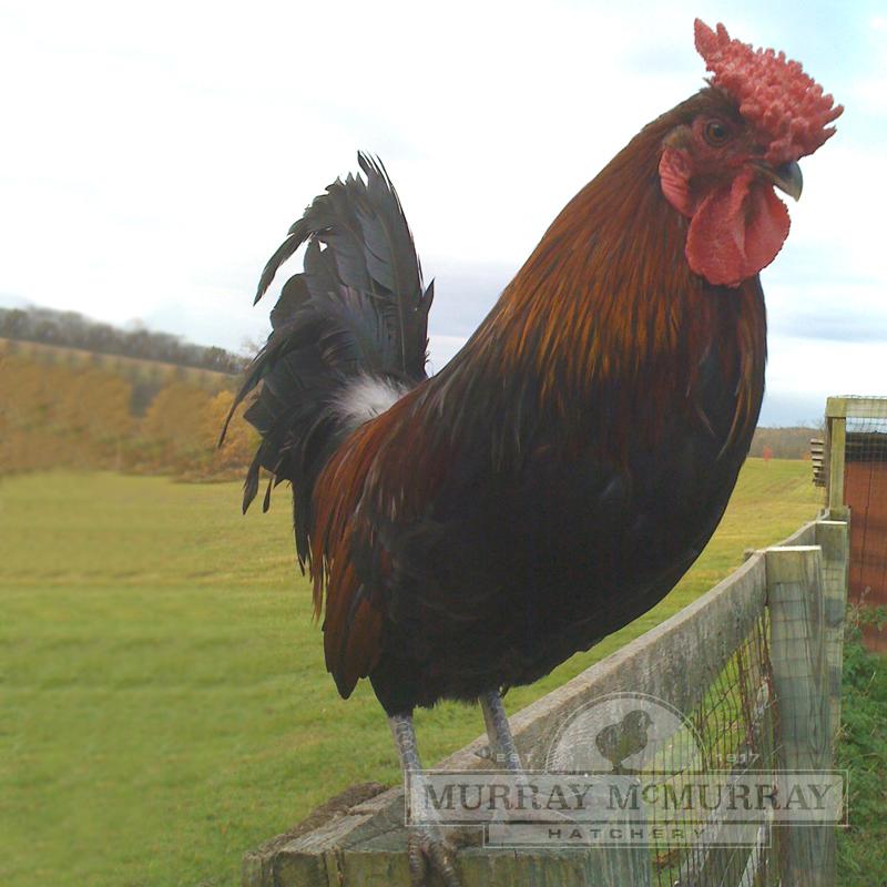 McMurray Hatchery Red Cap Rooster