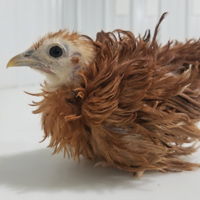 McMurray Hatchery Red Frizzle Cochin Bantam