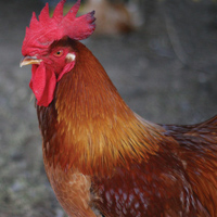 McMurray Hatchery Red Leghorn Rooster