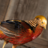 McMurray Hatchery Red Golden Pheasant Close-up