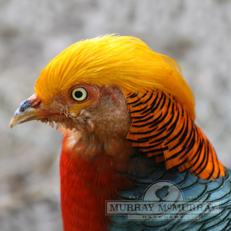 McMurray Hatchery Full-Color Male Red Golden Pheasant