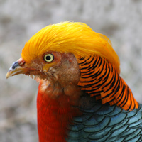 McMurray Hatchery Full-Color Male Red Golden Pheasant