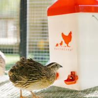 McMurray Hatchery Rent-A-Coop 1-Gallon Nipple Waterer for Quail