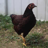 McMurray Hatchery Bantam Chickens | Rhode Island Red Bantams