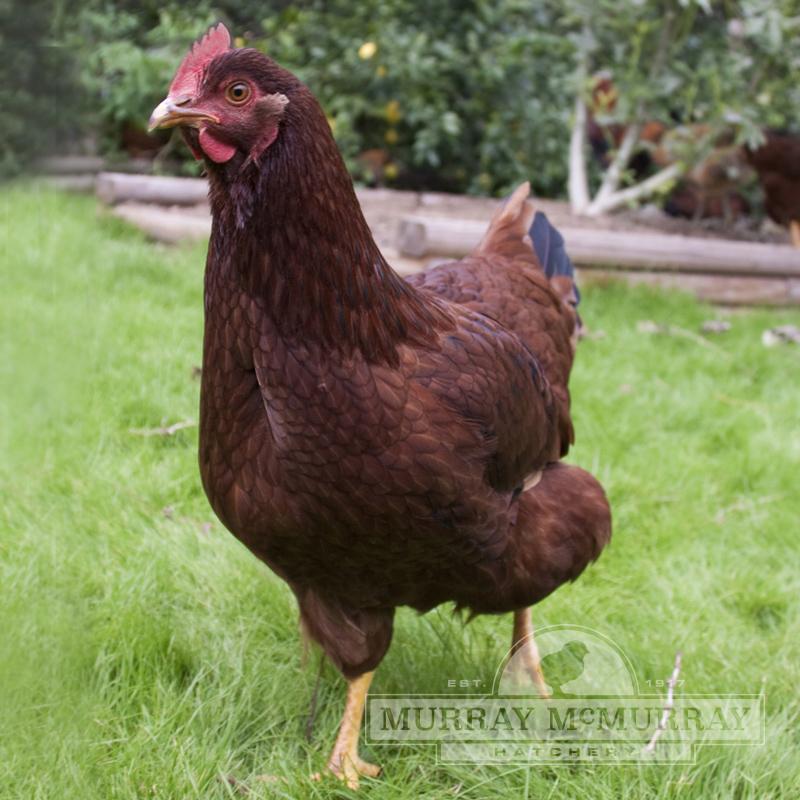 McMurray Hatchery Rhode Island Red Hen